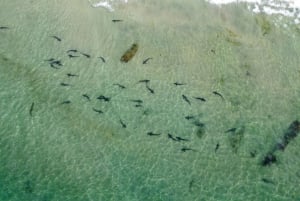 Philadelphia: Penn Museum Admission Ticket