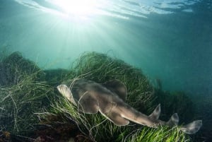 La Jolla: 2,5 tunnin kajakki- ja snorkkelikierros