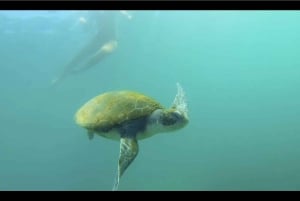 La Jolla: 2,5 tunnin kajakki- ja snorkkelikierros