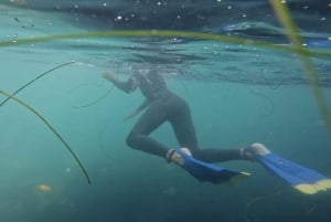 La Jolla: 2,5 tunnin kajakki- ja snorkkelikierros
