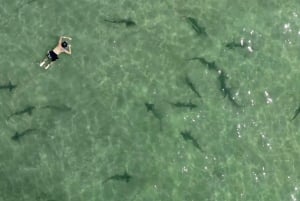La Jolla: 2,5 tunnin kajakki- ja snorkkelikierros