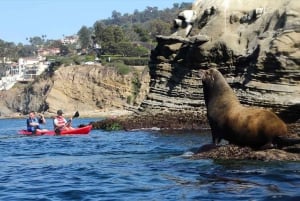 La Jolla: 2,5 tunnin kajakki- ja snorkkelikierros