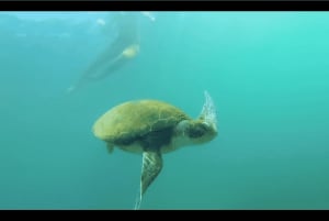 Ла Джолла: 2,5-часовой тур на байдарках и с маской и трубкой