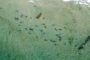 Ла Джолла: 2,5-часовой тур на байдарках и с маской и трубкой