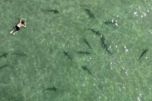 Ла Джолла: 2,5-часовой тур на байдарках и с маской и трубкой