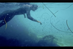 Ла Джолла: 2,5-часовой тур на байдарках и с маской и трубкой