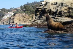 La Jolla: 2-Hour Kayak Tour of the 7 Caves