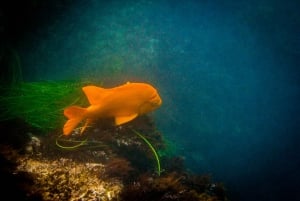 La Jolla: 2-Hour Kayak Tour of the 7 Caves