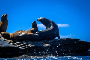 La Jolla: 2-Hour Kayak Tour of the 7 Caves