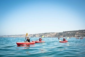 La Jolla: 2-Hour Kayak Tour of the 7 Caves