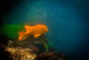 Ла-Хойя: тур на каяках на закате по 7 пещерам