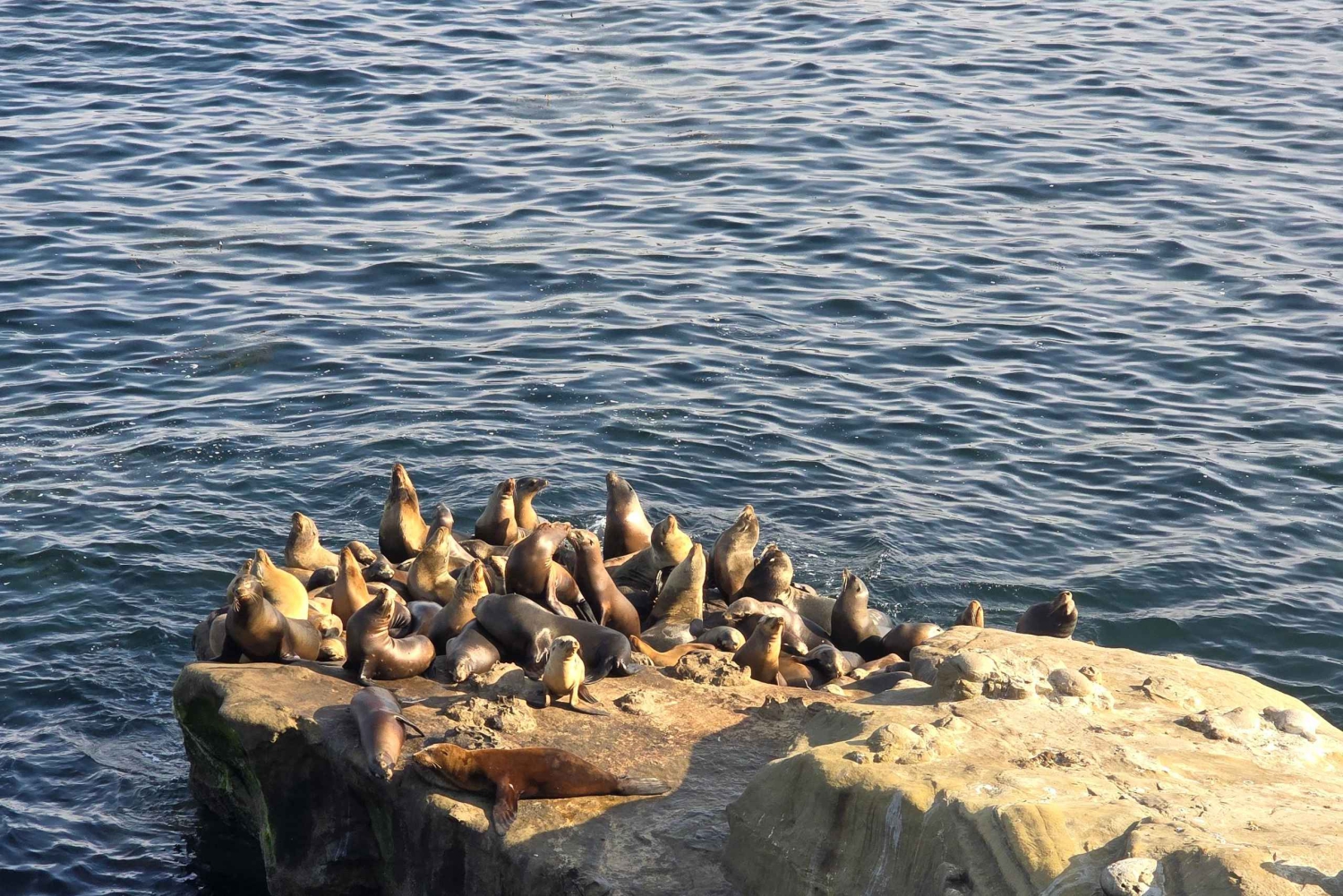 De Orange County a San Diego: uma viagem guiada de um dia