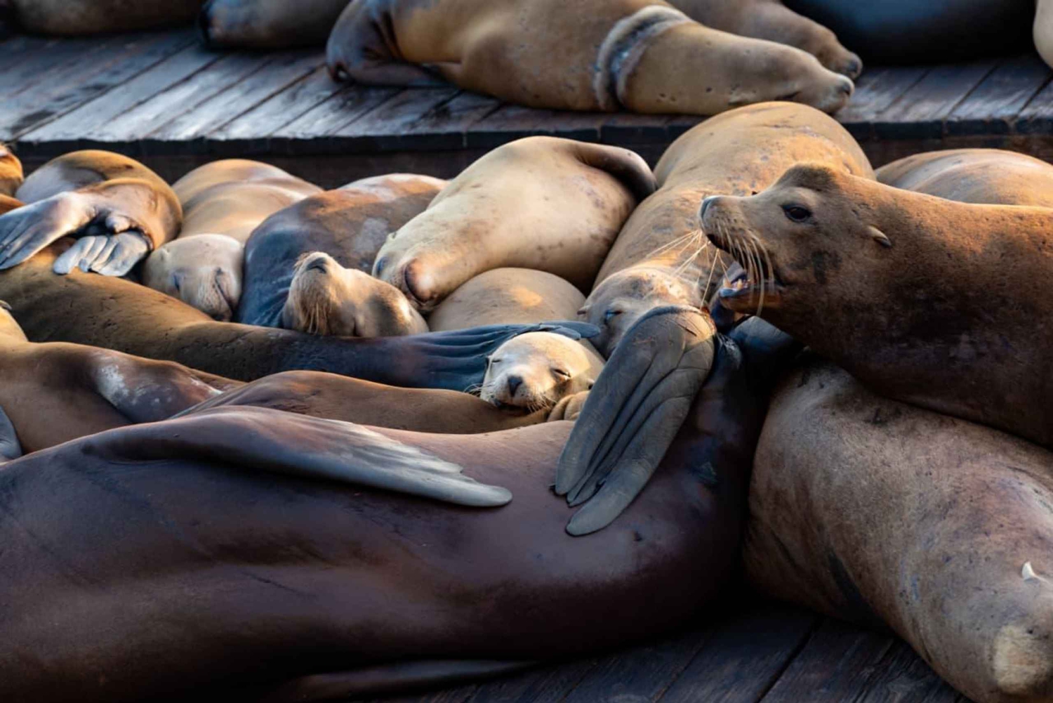 De Orange County a San Diego: uma viagem guiada de um dia