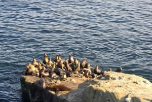 Orange County to San Diego: Guided Day Trip