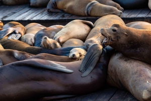 De Orange County a San Diego: uma viagem guiada de um dia