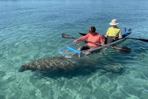 San Diego: 2024 Crystal Clear Kayak Rental