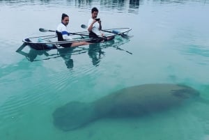 San Diego: 2024 Crystal Clear Kayak Rental