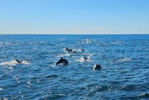 San Diego: 3 Hour Whale Watching Cruise