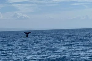 San Diego: 3 Hour Whale Watching Cruise