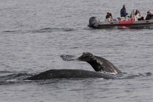 San Diego: 3 Hour Whale Watching Cruise