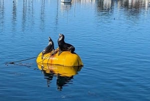 San Diego: 3 Hour Whale Watching Cruise