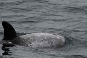 San Diego: 3 Hour Whale Watching Cruise