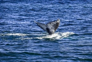 San Diego: 3 Hour Whale Watching Cruise