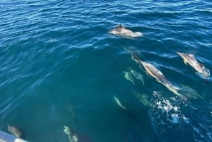 San Diego: 3 Hour Whale Watching Cruise