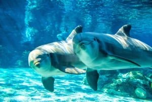 San Diego Pass Plus: Over 50 attraktioner – inkluderer LEGOLAND®
