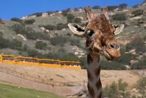 San Diego Pass Plus: Over 50 attraktioner – inkluderer LEGOLAND®