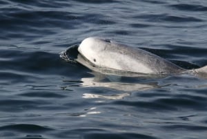 Zatoka San Diego: całoroczne wycieczki z obserwacją wielorybów i delfinów