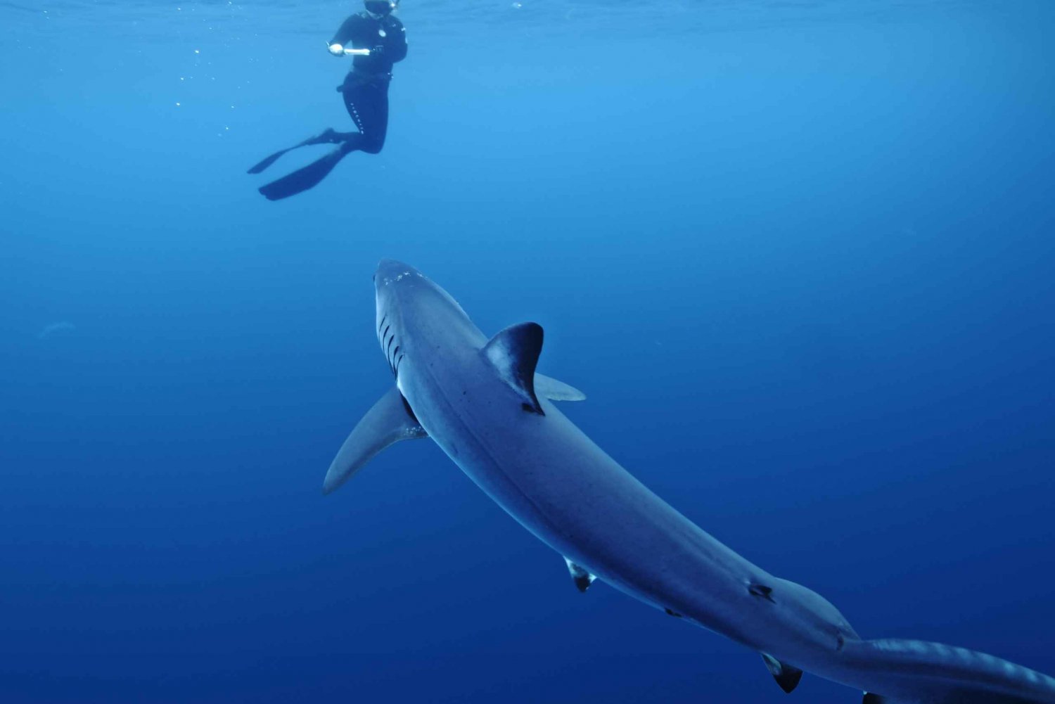 San Diego: Blue Shark Offshore Snorkel Adventure!