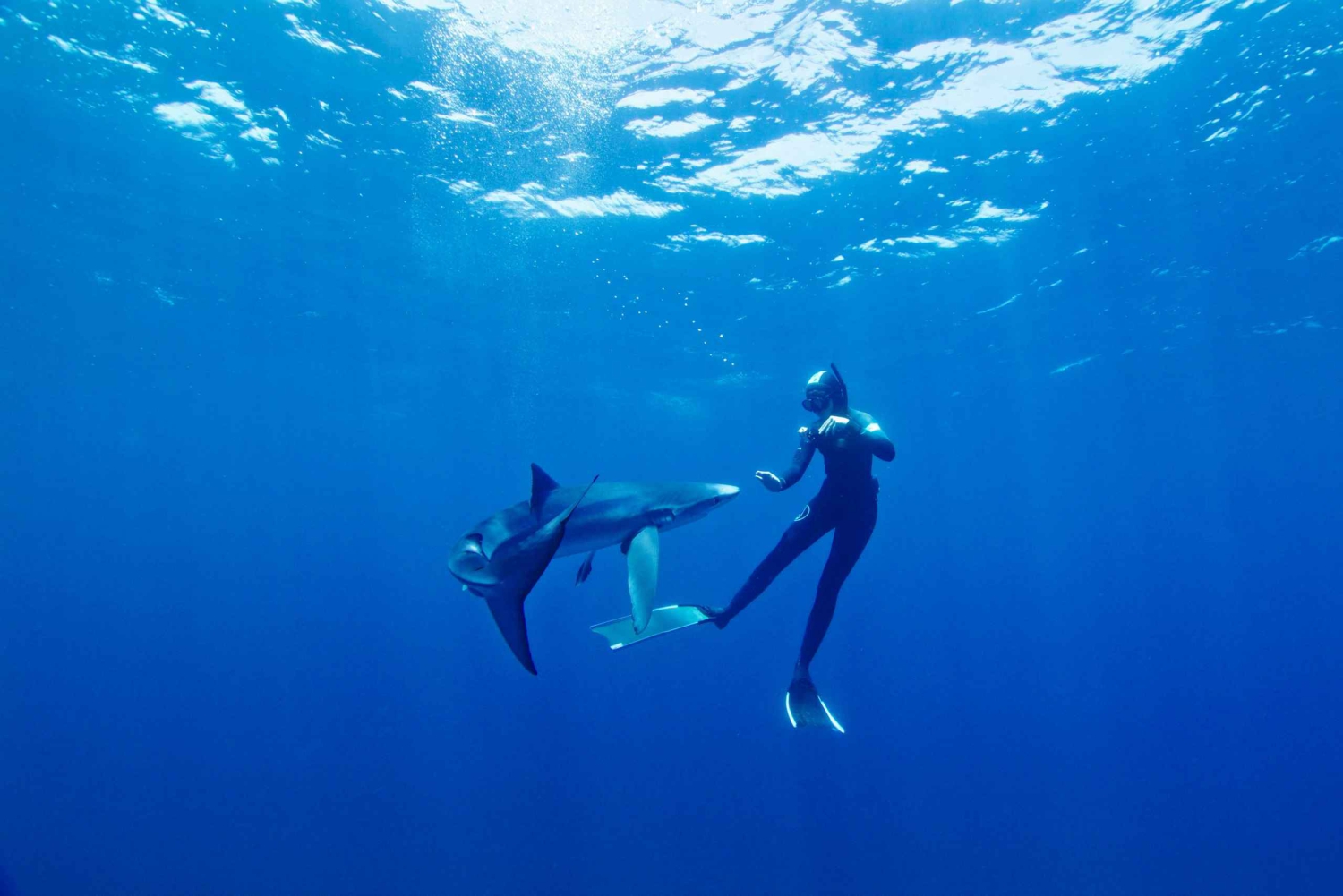 San Diego : Aventure de plongée en apnée au large des requins bleus !