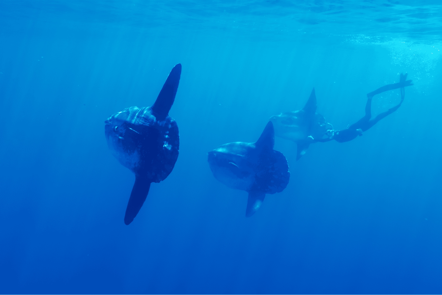 San Diego : Aventure de plongée en apnée au large des requins bleus !