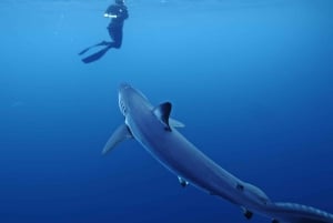 San Diego : Aventure de plongée en apnée au large des requins bleus !