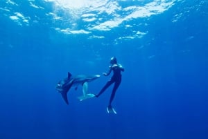 San Diego : Aventure de plongée en apnée au large des requins bleus !