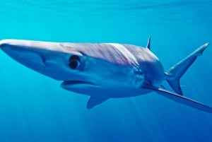 San Diego : Aventure de plongée en apnée au large des requins bleus !