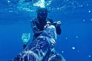 San Diego : Aventure de plongée en apnée au large des requins bleus !
