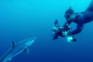 San Diego : Aventure de plongée en apnée au large des requins bleus !