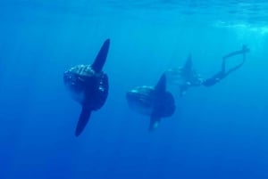 San Diego : Aventure de plongée en apnée au large des requins bleus !