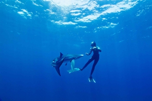 San Diego : Aventure de plongée en apnée au large des requins bleus !