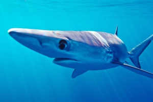 San Diego : Aventure de plongée en apnée au large des requins bleus !