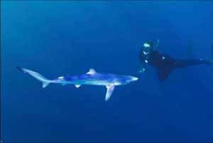 San Diego : Aventure de plongée en apnée au large des requins bleus !
