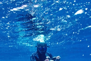 San Diego : Aventure de plongée en apnée au large des requins bleus !