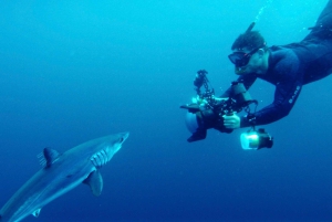 San Diego : Aventure de plongée en apnée au large des requins bleus !