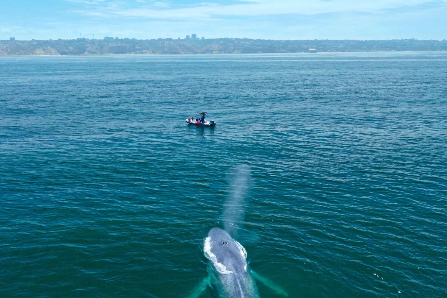 San Diego: Blue Whale Watching Expedition