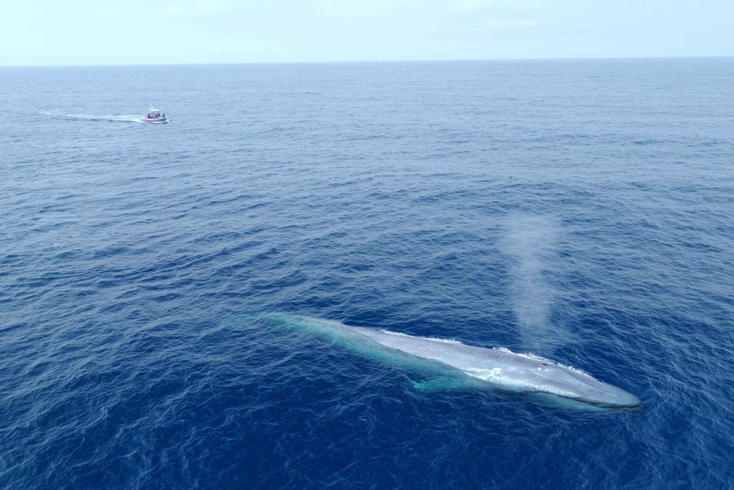 San Diego: Blue Whale Watching Expedition