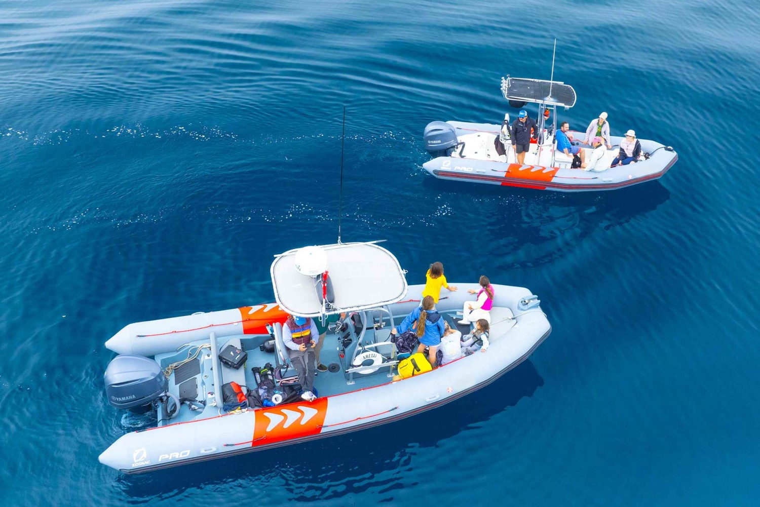 San Diego: Blue Whale Watching Expedition