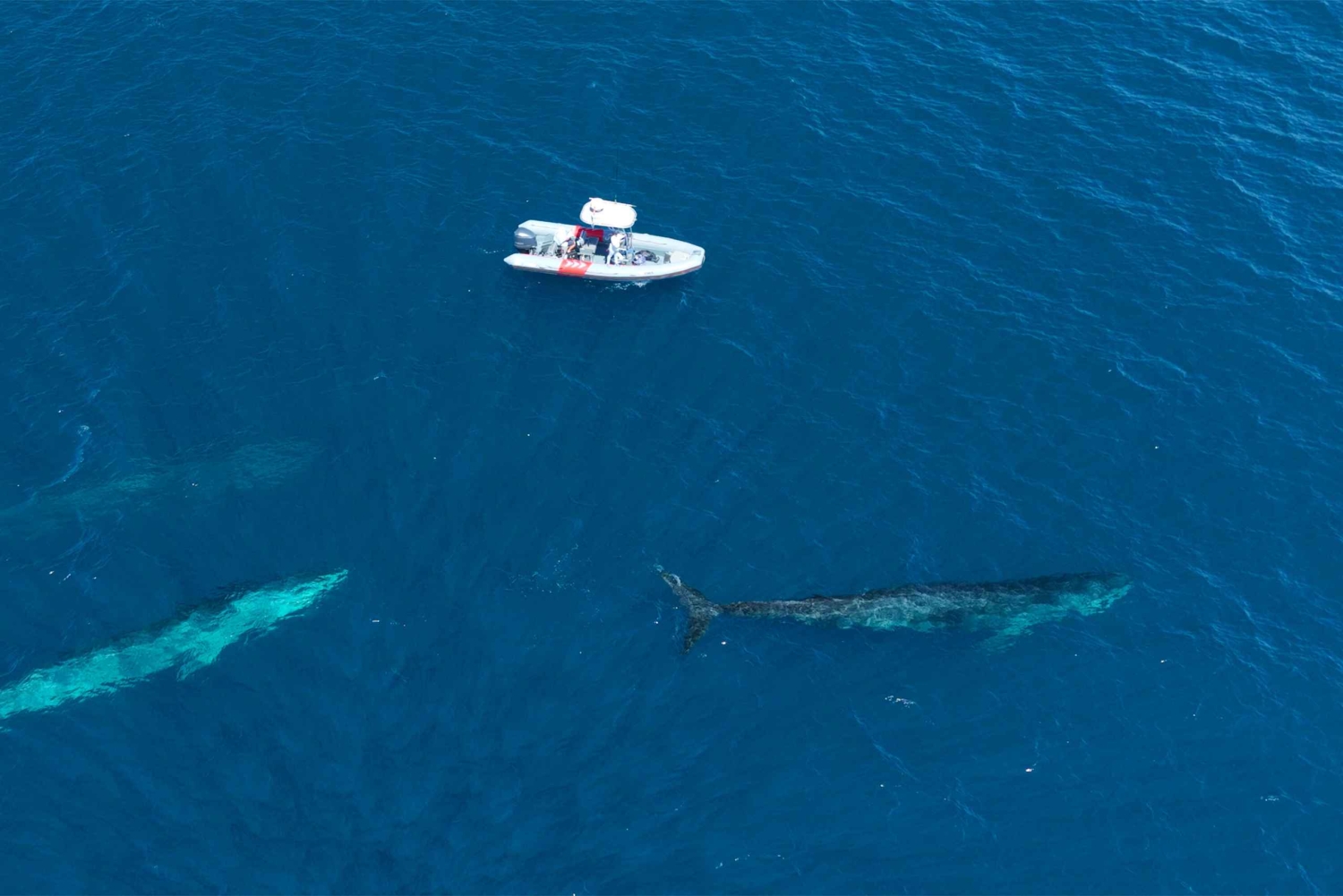 San Diego: Blue Whale Watching Expedition