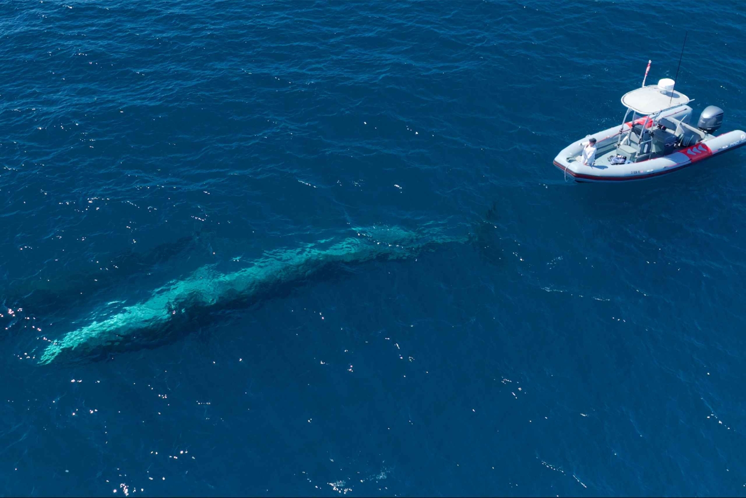 San Diego: Blue Whale Watching Expedition